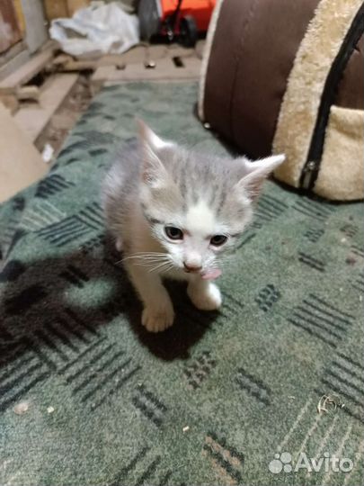 Отдам в добрые руки котят