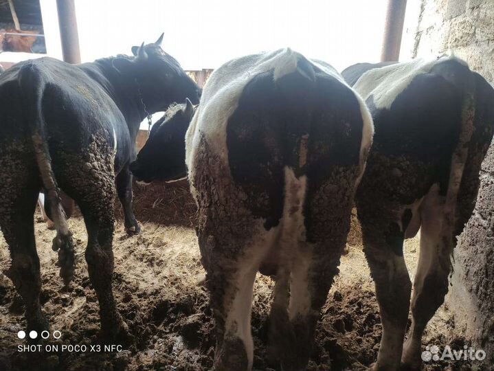 Продаются бычки,с откорма,вес450-500кг