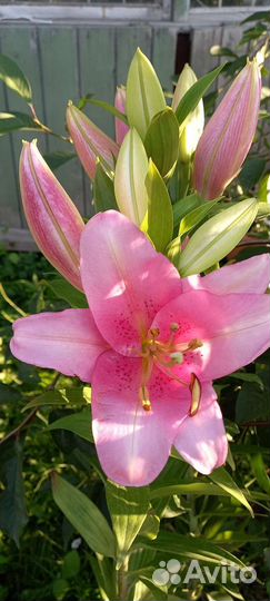 Лилии. Саженец зкс