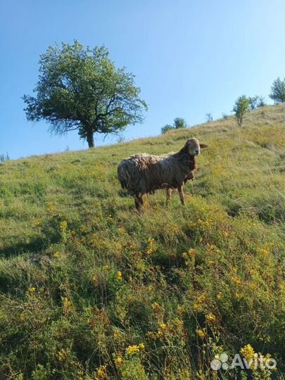 Овцы бараны