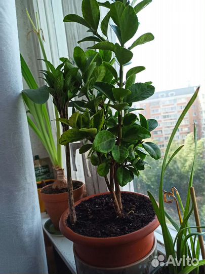 Барбарис и педилантус