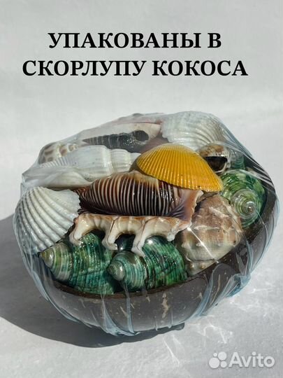 Набор ракушек