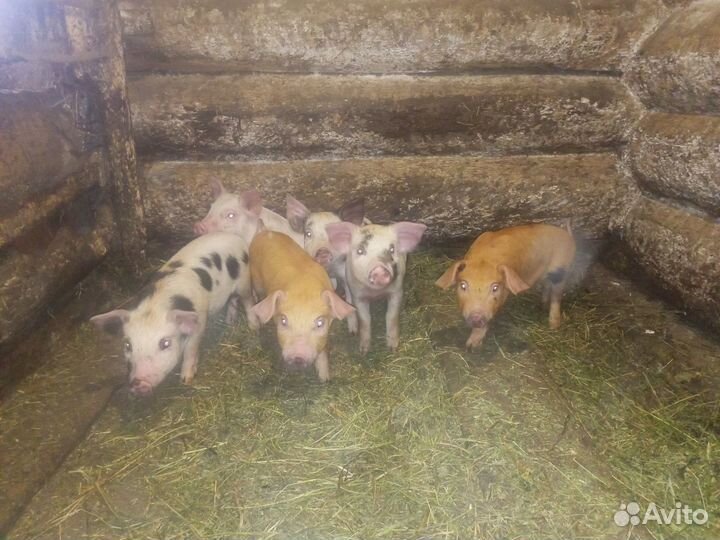 Поросята