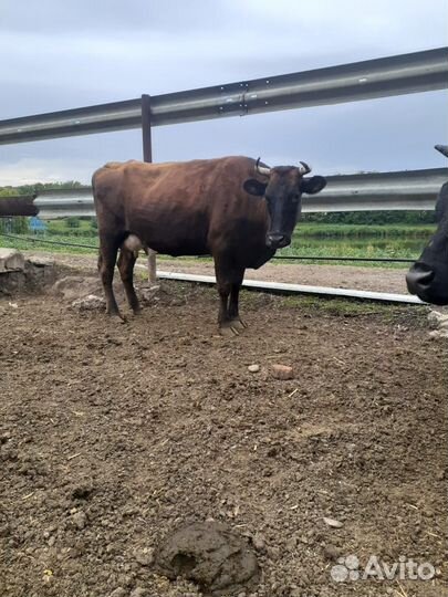 Телята, нетели, дойные коровы