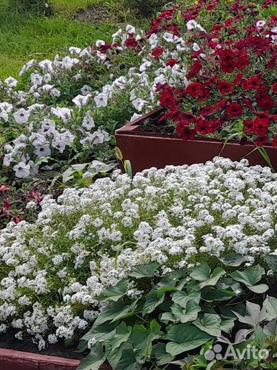 Алиссум Сноу Принцесс