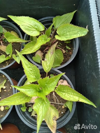 Колокольчик