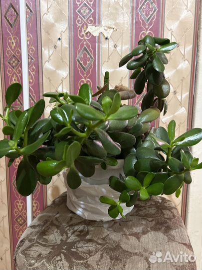 Живое дерево