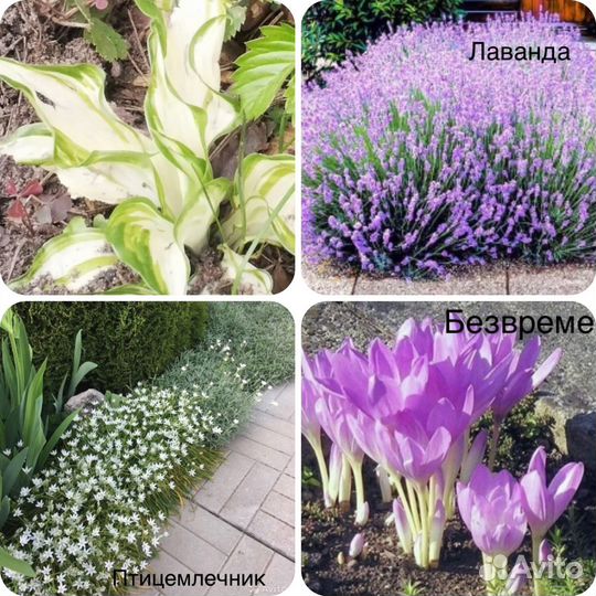 Многолетние садовые цветы