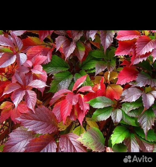 Саженцы девичий виноград