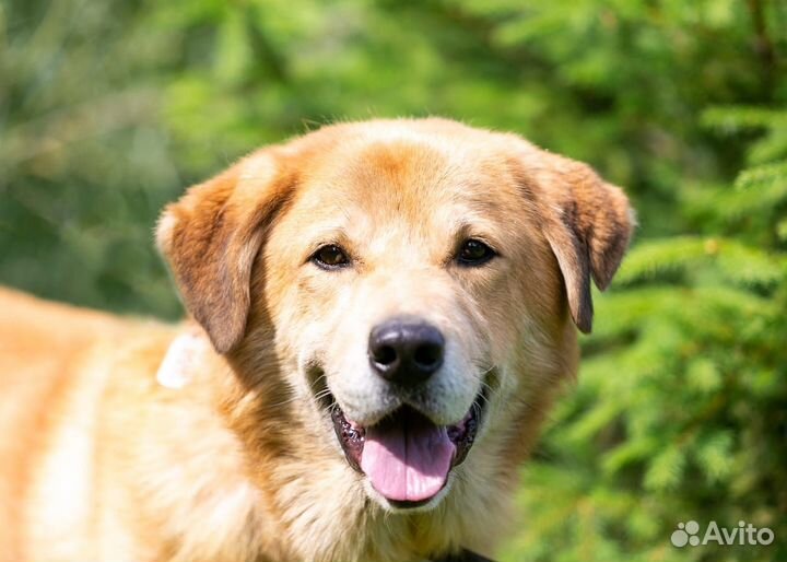 Барс собака мальчик в добрые руки