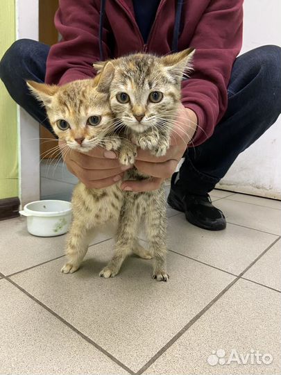Котята в добрые руки