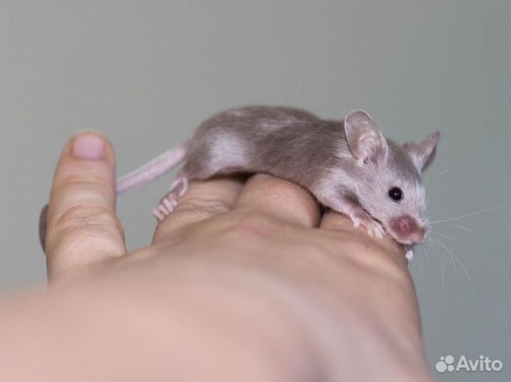 Мышь сатиновая