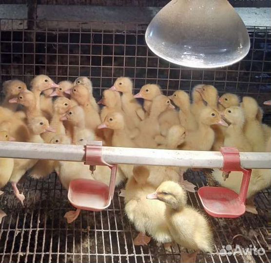 Суточные и подрощенные утята Башкирские и Фаворит
