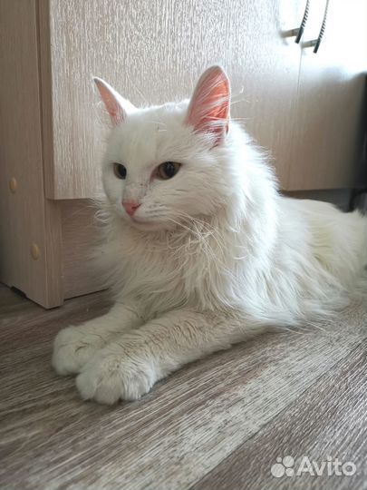 Кастрация котов, кобелей, собак на дому