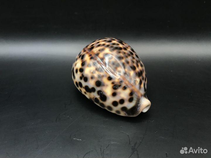 Ракушка ципрея тигрис 76 мм