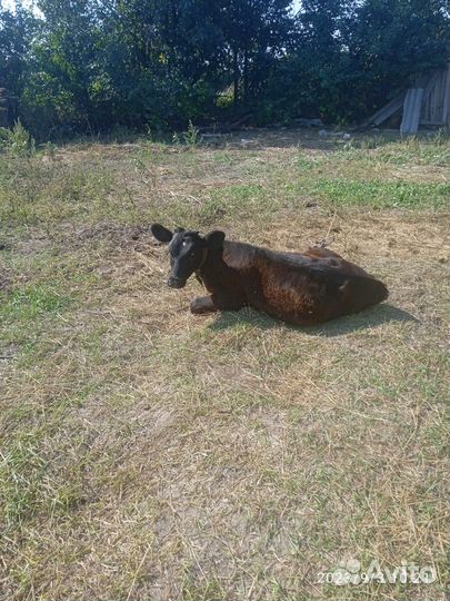 Продаются телочки 6месяцев