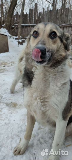 Собачка компаньон в добрые руки