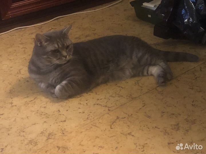 Отдам бесплатно кота в добрые руки