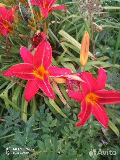 Лилейники сортовые