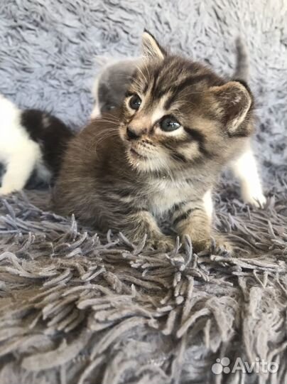 Котята бесплатно