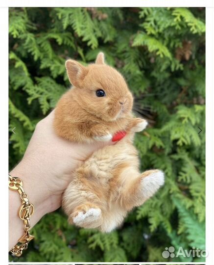 Элитный мини кролик