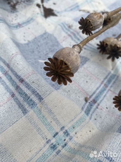 Мак декоративный