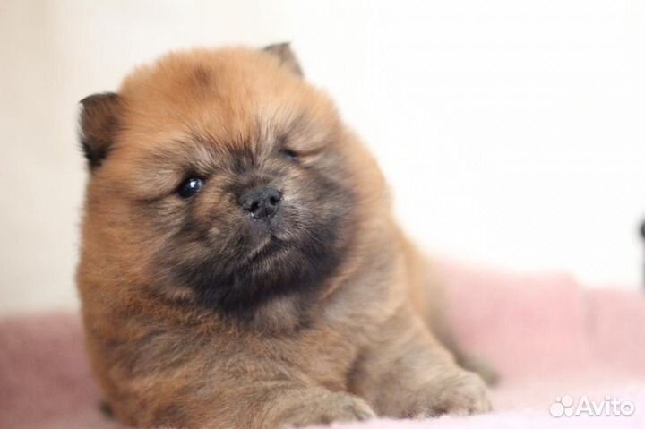 Мини чау-чау