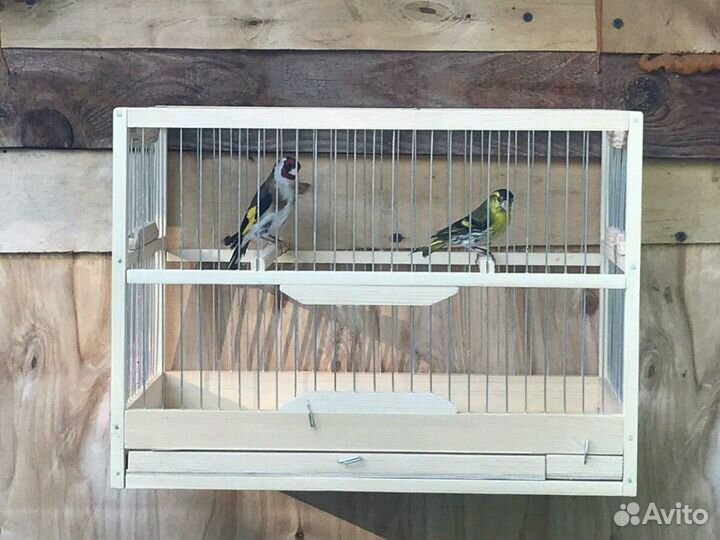 Певчие птицы