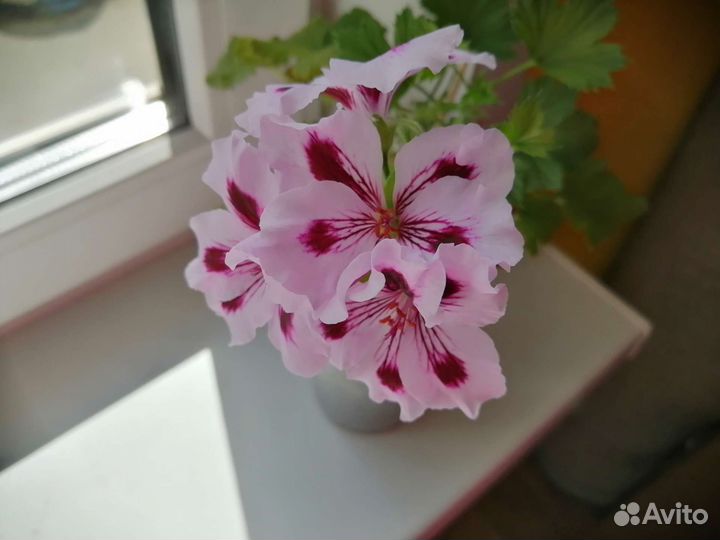 Пеларгония королевская