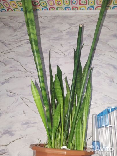 Сансевиерия