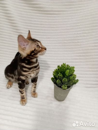 Бенгальский котенок девочка