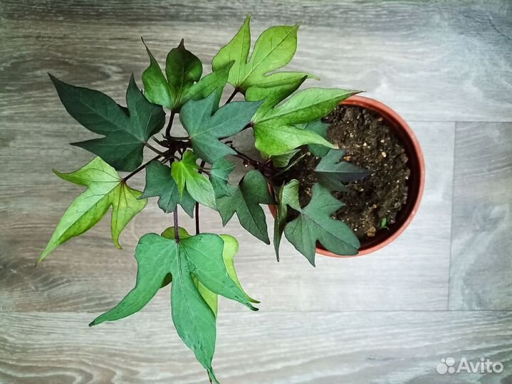 Ипомея батат