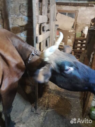 Корова на мясо, или на молоко