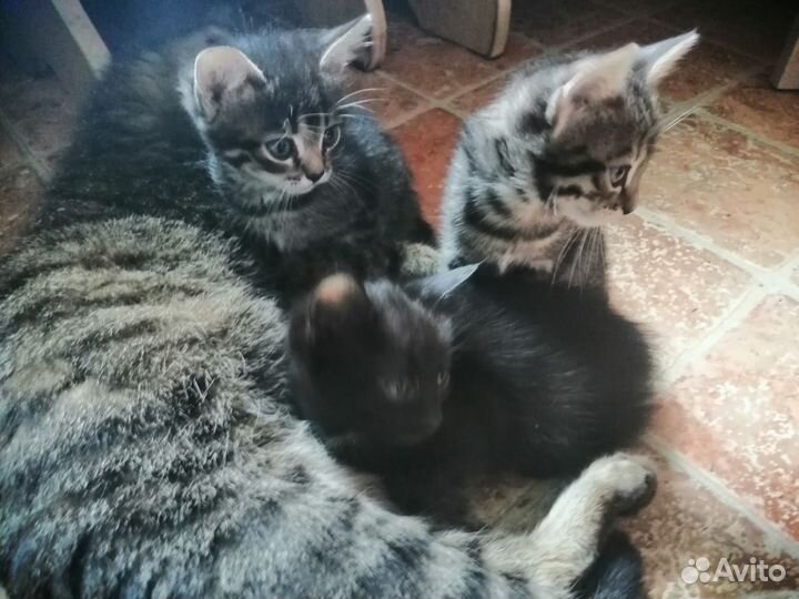 Котята в добрые руки