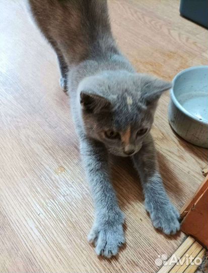 Найдена девчушка