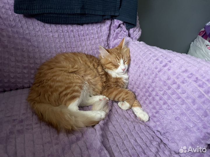 Кот 8 месяцев