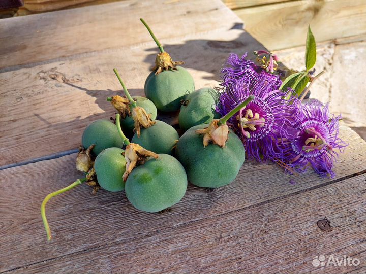 Пассифлора (Маракуйя)