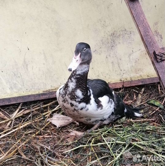 Селезень индоутки