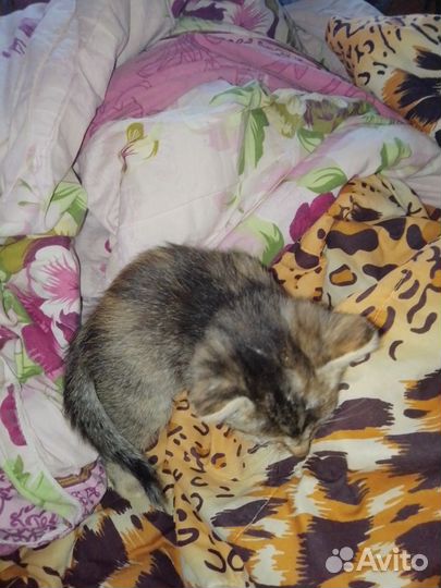 Отдаю маленькое пушистое чудо в добрые руки