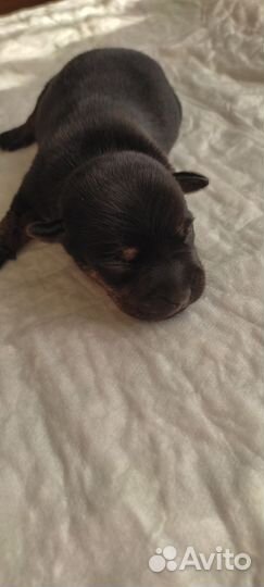 Той-терьер щенки