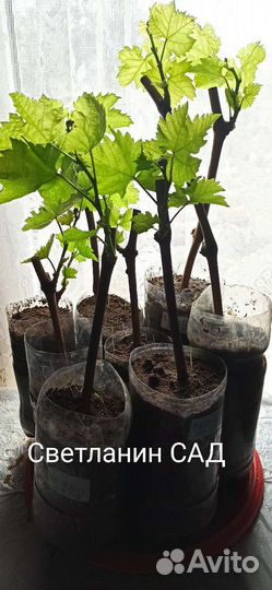 Саженцы винограда столовых сортов