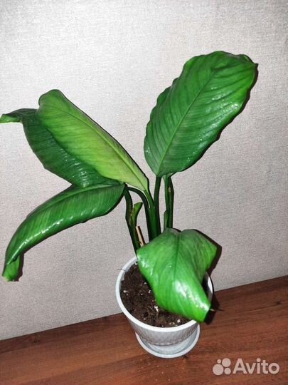 Спатифиллум Спилт милк