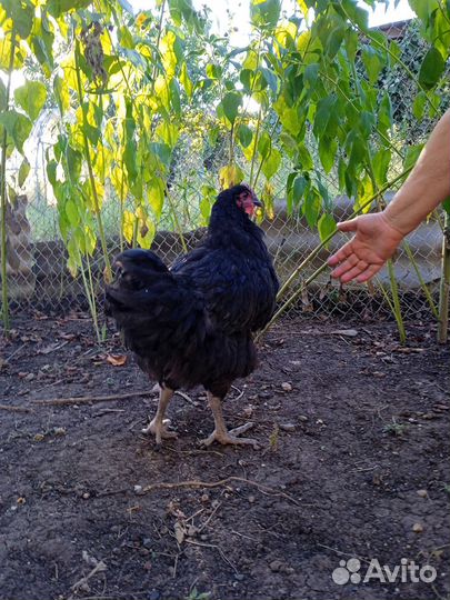 Петух джерсийский гигант