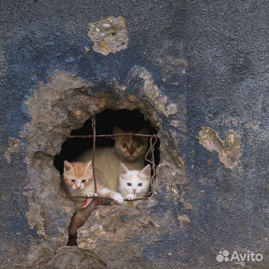 Победители конкурса