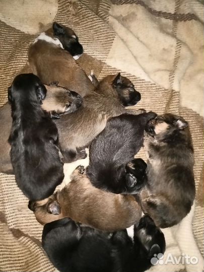 Щенок в добрые руки