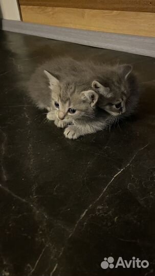 Отдам котенка )