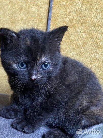 Котята в добрые руки приучены к лотку