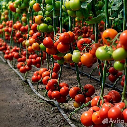 Подработка с ежедневной оплатой/сортировка помидор