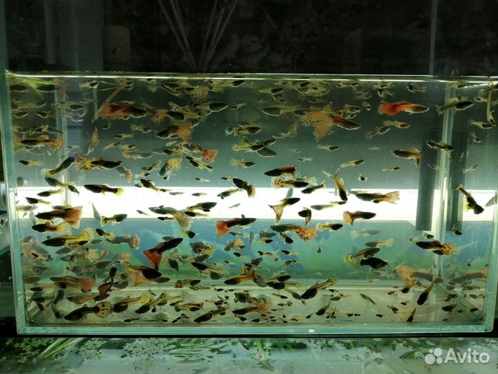 Рыбки гуппи