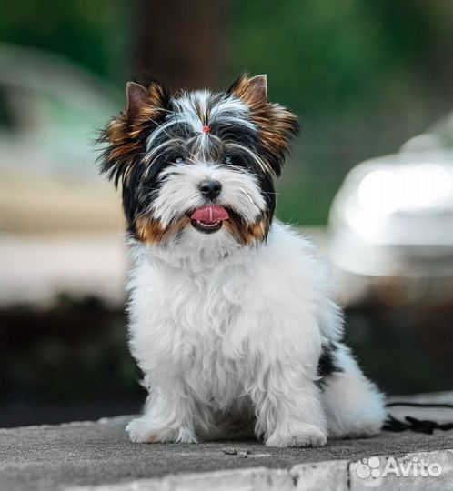 Бивер мальчик